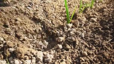 Yakın plan erkek bahçıvan açık araziye fidanlar ekmek için elleriyle delik açıyor. Çevre dostu alanlarda organik sebzeler ve sebzeler yetiştiriyorum. - İnsanlar. Tarım hobisi ve eğlence