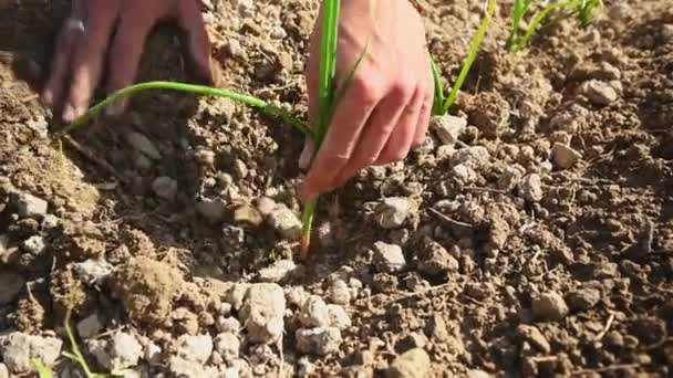 Primer Plano Agricultor Plantación Plántulas Cebolla Por Las Manos Campo — Vídeo de stock