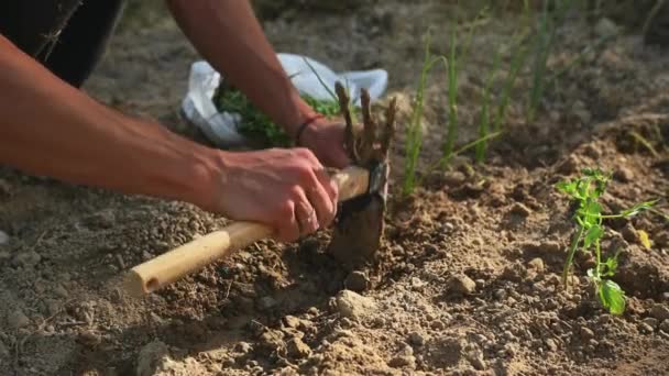 Kertész Házikerti Talajt Kapával Előkészíti Talajt Átültetés Előkészítéséhez Hagyma Palántákat — Stock videók