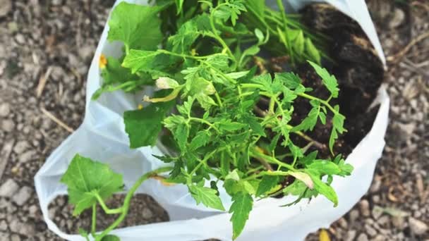 Una Bolsa Ecológica Reciclable Con Plántulas Germinadas Tomate Campo Agrícola — Vídeo de stock