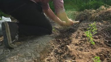 Baharda açık zeminde toprakta kazılmış bir deliğe küçük soğan fidanları eken insanların elleri görülüyor. Bahçıvanlık ve fidanlar. Tarım ve bahçıvanlık. Çevresel koruma