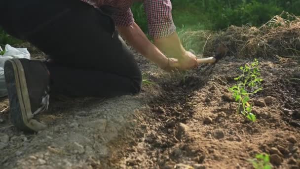 View Mans Hands Planting Small Onion Plant Seedling Hole Dug — Wideo stockowe