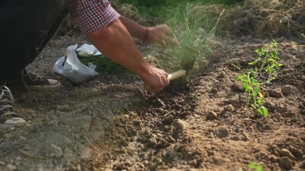 Närbild Man Som Ägnar Sig Trädgårdsskötsel Plantering Groende Plantor Lök — Stockvideo