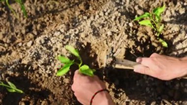 Bahçıvanın elleri baharda açık zeminde toprakta kazılan bir çukura filizlenen küçük biber fidanları eker. Tarım ve bahçıvanlık. Çevresel koruma. Tarım