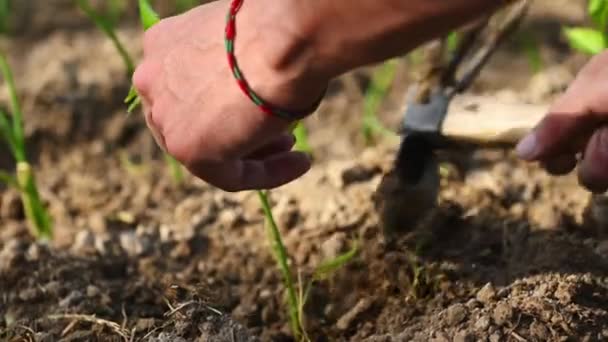 Bahçıvan Bahçe Aletini Kullanarak Toprağı Kazıyor Delikler Açıyor Açık Arazide — Stok video