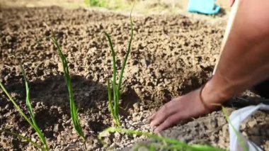 Bahçe işleriyle uğraşan, açık arazide delik açan, soğan fideleri eken ve zemin ile kaplayan yakın plan bir adam. Zirai hobi ve iş. İnsanlar ve doğa. Çevresel koruma