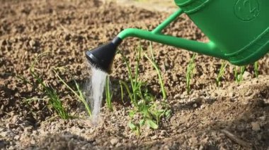 Yakın plan sulama yatağı ekilmiş soğan, domates tohumu ve lahanalarla kazılmış toprağa yeni ekilmiş.