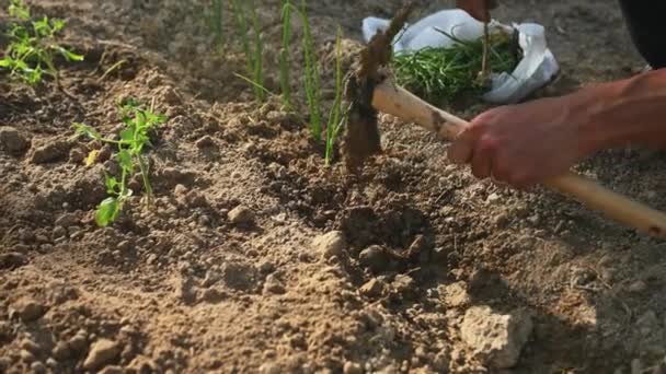 Primer Plano Hombre Plantando Plántulas Cebolla Suelo Recién Excavado Campo — Vídeo de stock