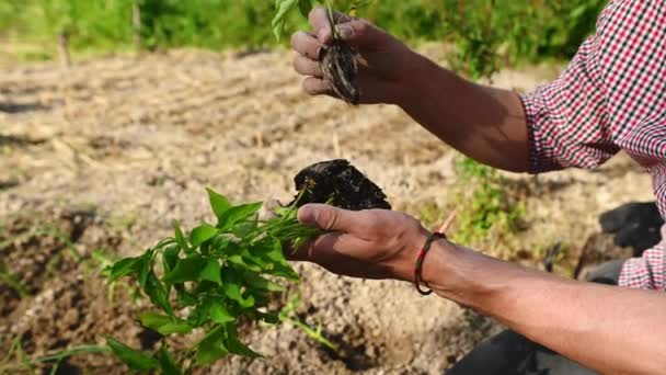 Tuiniers Handen Houden Kleine Peper Plant Zaailing Voordat Het Planten — Stockvideo