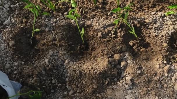Tomurcuklanmış Filizlenmiş Küçük Biber Bebek Filizinin Yukarıdan Görünüşü Kazılmış Topraklardaki — Stok video
