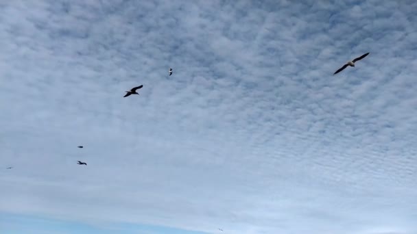 海鸥在蓝天的背景下 在强风的作用下飞行 一群海鸥 — 图库视频影像