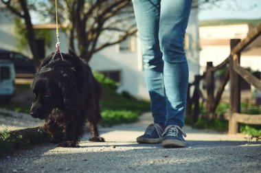 Mavi kotlu birinin yakın plan bacakları, köpeği gezdiren, doğada tasmalı siyah bir köpek. Yaya yolunda duran erkek ayağının açık havada evcil hayvanını gezdirirken görüntüsü.