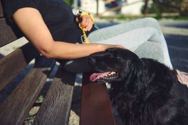 Dışarıda, ailesinin yanında güzel, dost canlısı, siyah bir cocker spaniel 'in detayları. Açık hava bankında oturan bir kadın tarafından yürütülen sevimli köpek yavrusu. Evcil hayvan konsepti