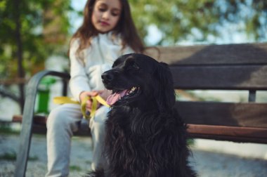Siyah safkan cocker spaniel köpek portresi bulanık arka planda bankta oturan küçük bir kız tarafından yürütülüyor. İnsanlar ve evcil hayvanlar. Yaşam tarzı. Hayvanlar için sevgi, ilgi ve empati kavramı