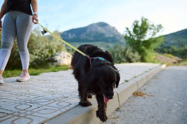 Güzel safkan, siyah cocker spaniel köpek evcil hayvanına odaklanın. Doğanın arka planına karşı, açık havada tasmayla dolaşıyorlar.