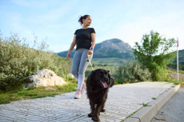 Safkan, siyah cocker spaniel köpek evcil hayvanının tasmasıyla dışarıda doğa arka planına karşı yürümeye özen gösterin.