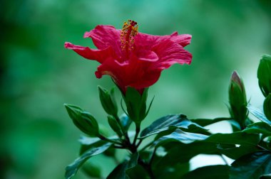 Çiçekli Sudan gülü veya kırmızı Hibiscus çiçeği. Doğa ve çiçek arkaplanı