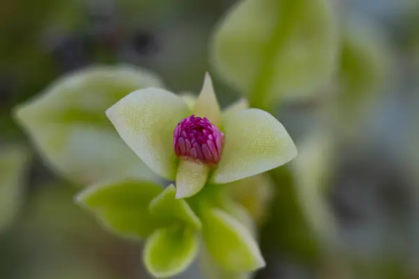 Stock image Floral background. Beautiful succulent flower plant.