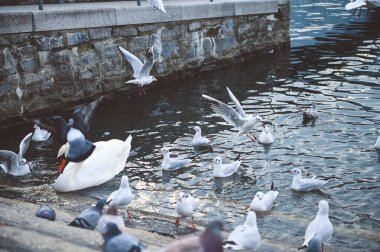 Etrafı martılar ve güvercinlerle çevrili bir kuğunun bulunduğu sakin bir rıhtım sahnesi, doğada barış dolu bir birlikteliği resmediyor..