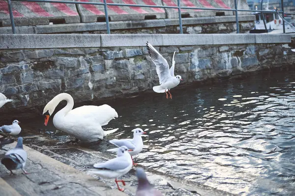 Suyun kenarındaki taş duvarın yanında bir kuğu ve martıdan oluşan sakin bir sahne, doğayı ve vahşi yaşamı gözler önüne seriyor..