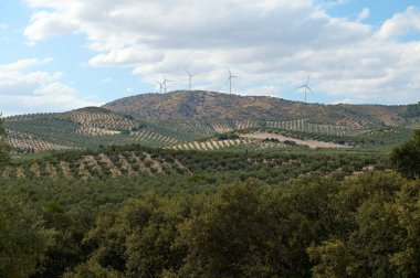 Bulutlu bir gökyüzünün altında rüzgâr türbinleriyle kaplı yuvarlanan tepelere uzanan geniş bir zeytin koruluğunun güzel manzarası. Sürdürülebilir tarım ve yenilenebilir enerjinin sakin bir temsili.