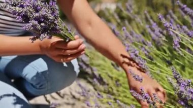 Kadın botanikçi eczacının yakın çekim elleri geleneksel tıp malzemeleri hazırlamak için bir buket lavanta çiçeği topluyor. Naturopati ve bitkisel bütünsel tıp kavramı