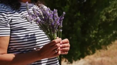 Genç bir kadının, çayırdaki çiçek açan lavanta çiçeklerinden çevre dostu tıbbi buketler topladığı görüntüler. Alternatif tıp, naturopati, bitkisel ilaç. Kişisel bakım doğal ürün