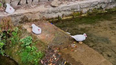 Deniz kenarında üç beyaz ördek, ikisi dinleniyor ve biri de yiyecek arıyor. Doğa belgeselleri, hayvan içeriği veya turizm videoları için mükemmel.