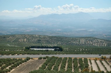 Geniş zeytinliklerin panoramik görüntüsü bulutlu bir gökyüzünün altındaki uzak dağlara doğru uzanıyor..