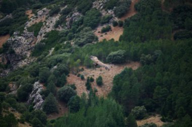 Bir kartalın çarpıcı manzarası verimli bir orman ve engebeli dağların üzerinde zarafetle uçuyor..