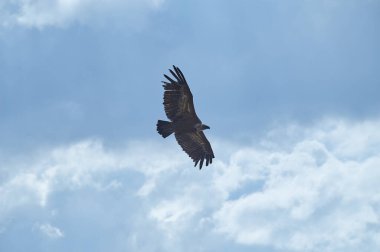 An eagle gracefully flying high with widespread wings against a background of blue skies. clipart