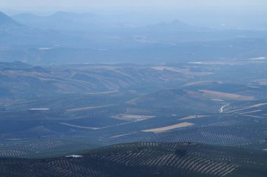 Düzenli zeytin bahçelerinin yer aldığı geniş tarım manzaraları atmosferik aydınlatma altında yuvarlanan tepelere yayıldı.