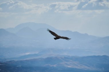 Güneş ışığıyla aydınlatılan sakin bir dağ sırasının üzerinde süzülen görkemli kartal özgürlüğü ve korkuyu anımsatıyor..