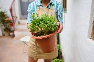 Önlük takan bir bahçıvan sıcak bir avluda terra cotta tenceresi ve sağlıklı fesleğen tutar. Doğal ortam organik bahçıvanlığı ve bitkilerin sürdürülebilir bir şekilde yetiştirilmesindeki huzuru vurguluyor..