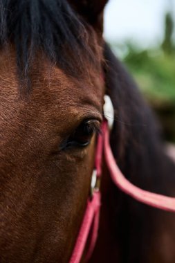 A close-up view of a horse's face showcasing its expressive eye and detailed features, including a pink bridle. Captured in a natural setting, this image highlights the beauty of equestrian animals. clipart