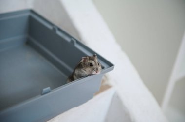 Plastik kafesinden dışarı bakan sevimli cüce hamster, meraklı ve büyüleyici, parlak bir zemin üzerinde.