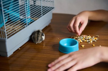 Bir insan, kafesinin yanındaki küçük bir hamsterın yanına ahşap bir yüzeye yemek koyar ve mavi bir yemek kasesi, evcil hayvan bakımını ve küçük hayvanlarla bağ kurma anlarını betimler..