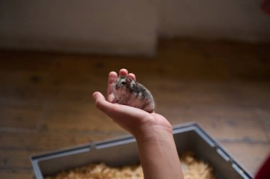 Arka planda evcil hayvan kafesi olan birinin elinde oturan bir hamsterın yakın plan görüntüsü. İçerisi doğal ışıkla aydınlanmış sevimli yaratıkla dolu..