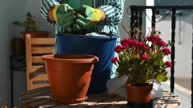 Eldiven giyen kadın toprağı terakotta tenceresine koyuyor. Balkon masasının etrafında çeşitli bitkiler var..