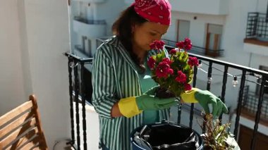 Sarı eldivenli bir kadın balkonda kırmızı çiçekleri yeniden saksılıyor. Bahar yenilenmesi, ev bahçesi konsepti..