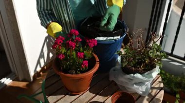 Balkonda çiçek saksısı yapan kadın. Evde bahçe işleri..