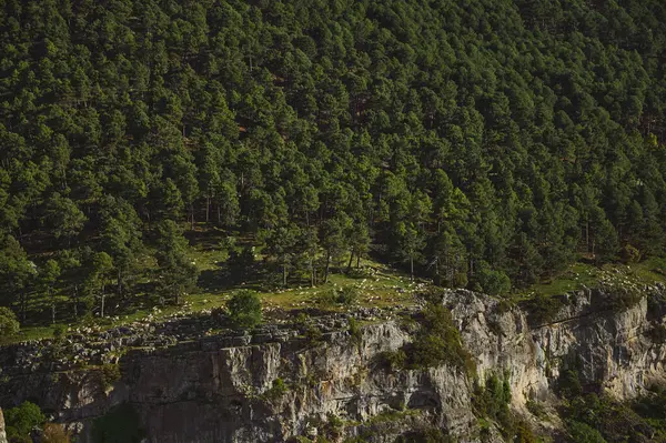 Bereketli, gür bir çam ormanıyla çevrili kayalık bir uçurumda otlayan koyunların huzurlu bir manzarası. Çevre, doğanın sükunetini ve zenginliğini vurgular. Açık hava sükunet temaları için ideal.