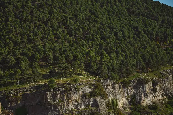 Koyunların kayalık kayalıkların yakınında huzur içinde otladığı yamaçtaki yemyeşil orman. Dokunulmamış manzaralarda huzur ve sükunet barındıran sakin bir doğal manzara..