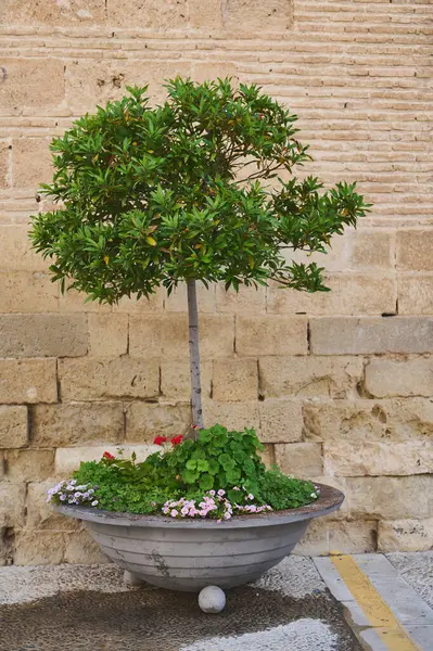 Canlı bir saksı süs ağacı renkli çiçeklerle süslenmiş büyük yuvarlak bir konteynıra dikilmiş, tarihi Akdeniz şehir merkezinde kırsal tuğla bir duvarın önüne kurulmuş..
