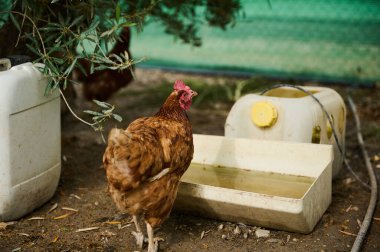 Beyaz bir teknede, eko-çiftlikteki bir ahırda su içmek için serbest bir tavuk. Açık havada, çevre dostu bir tavuk çiftliğinde yakın plan tavuk.