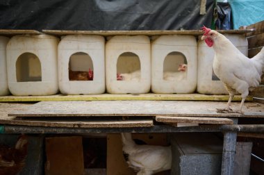 Yumurtlayan tavuklarla bir sıra tavuk kümesi. Kümesler yeniden kullanılabilir plastik konteynırlardan yapılmış. Çevre dostu ve sürdürülebilirlik kavramı. Çevre tarımı ve kırsal yaşam tarzı