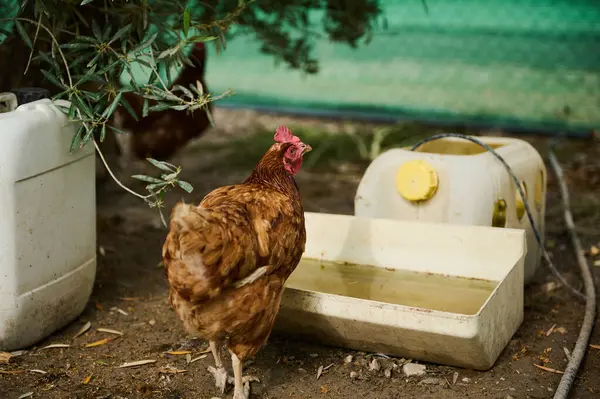 Beyaz bir teknede, eko-çiftlikteki bir ahırda su içmek için serbest bir tavuk. Açık havada, çevre dostu bir tavuk çiftliğinde yakın plan tavuk.