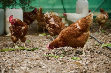 Birkaç kahverengi tavuk ve diğer tavuklar bir çiftlikte yiyecek arıyorlar. Sahne, serbest tarım ve kümes hayvanlarının sergilendiği açık hava, yeşil ve doğal bir çevre..