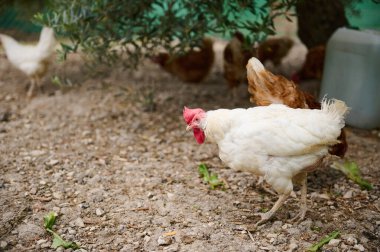 Serbest çiftlikteki tavuklar güneşli bir bahçeyi keşfederek doğal yaşam koşullarını sergiliyorlar. Beyaz bir tavuk ön planda duruyor, diğer kümes hayvanlarının karışık bir geçmişi var..