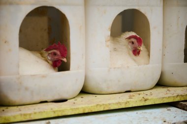 Bir çiftlikteki plastik yuvalama kutularının içine yerleştirilmiş bir çift beyaz tavuk kümes hayvanı alışkanlıkları ve tarımsal düzenler sergiliyor.